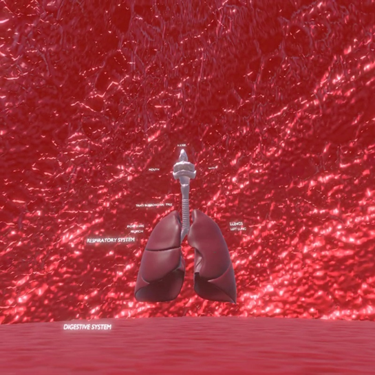 Anatomy Visualization